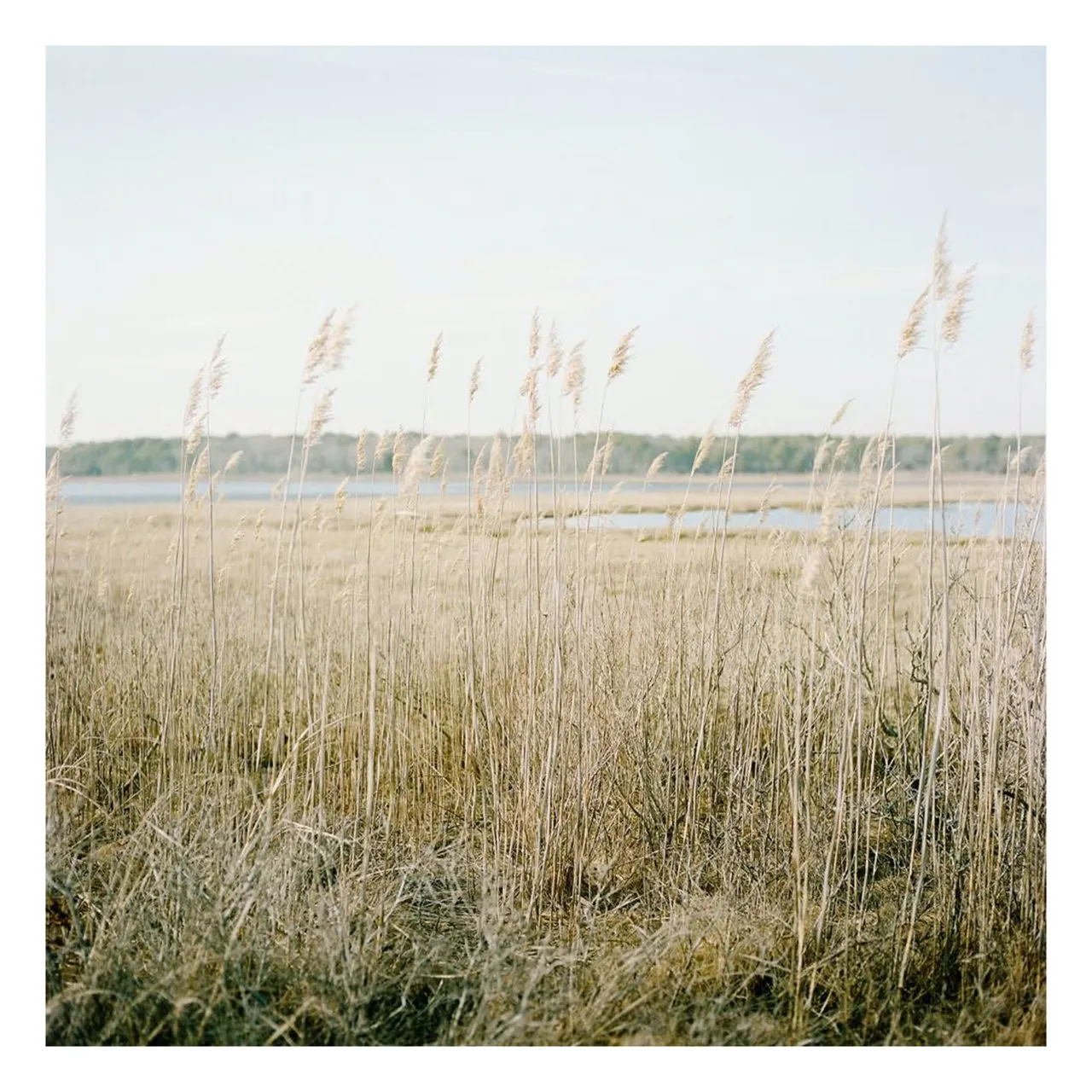 "Cape Cod Reeds" | Coastal Photography Print